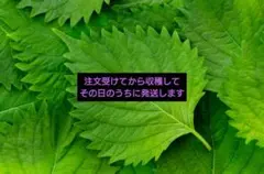大葉のサムネイル