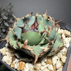 2026年最新】アガベ棚の人気アイテム - メルカリ