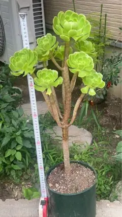 多肉植物　アエオニウム　黒法師サンシモンカナリエンス（9頭超特大株美苗）抜き苗のサムネイル