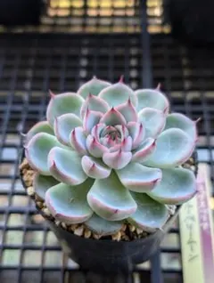 2025年最新】おらいさん苗 ブルーベリームーンの人気アイテム - メルカリ