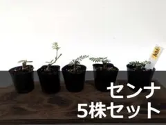 A151 センナ メリディオナリス 5株セットのサムネイル