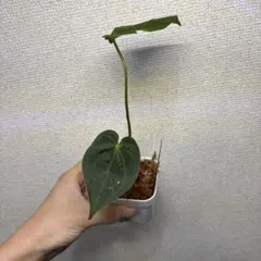 Anthurium RVDP✖️AOS 斑入り - メルカリ
