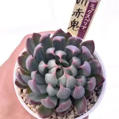 ぷ*な様 【極上苗】ミックスベリア 赤鬼 多肉植物 おらいさん 自家繁殖苗