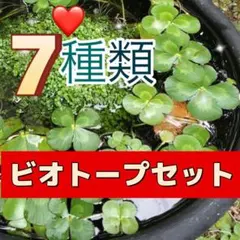❤️ビオトープ７種類　彩り豊かな水草達❤️ ウォータークローバー　アナカリス　他aのサムネイル
