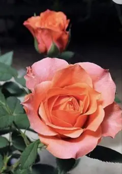 コロン様 リクエスト 4点 まとめ商品