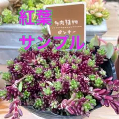 エミちゃん様 リクエスト 2点 まとめ商品