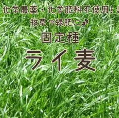 [호밀종자] 10g 종자형 고정형 유기농약 무농약 호밀초록 비료