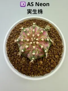 ASギムノカリキウム ミハノビッチ ID：Gymno.Montroseサボテン - メルカリ