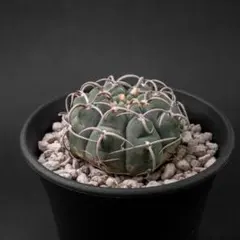 バッテリー （国内実生） ギムノカリキウム #263のサムネイル
