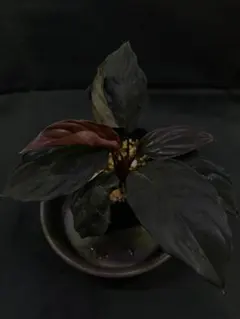 Homalomena sp. Sarawak Insignis TB便のサムネイル