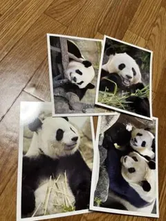 2026年最新】パンダポストカードの人気アイテム - メルカリ