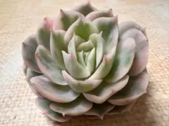 N*o様 36145新入荷　オンスロー錦　エケベリア　多肉植物　撮影3月16日