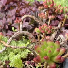 ルビーティント他セダム等　①