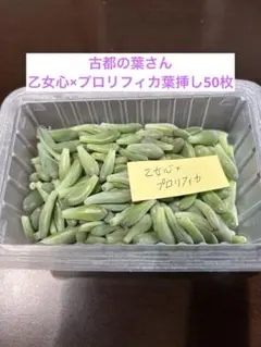 2026年最新】古都葉苗の人気アイテム - メルカリ