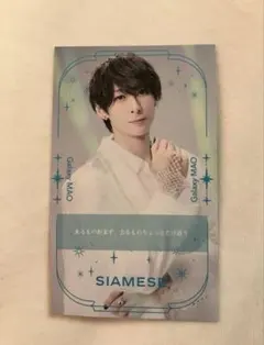 キャッテリア　名刺　シャム