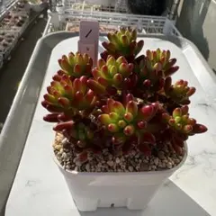 紅葉多肉植物　虹の玉(10株) セダム　抜き苗