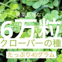 クローバーの種 シロツメクサのサムネイル