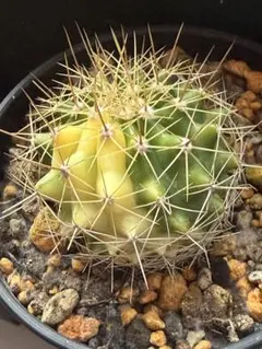 小型 DBディッキア Dyckia Bill Baker hybrid #123 小型 DBディッキア