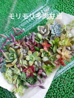 多肉植物　多肉弁当　多肉寄せ植え　詰め合わせ　多肉セット　カット苗