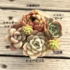 多肉植物　カット苗　６種