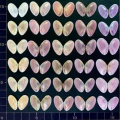 桜貝【合貝】30組(穴無し)⑥