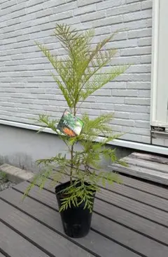グレビレア ロブスタ 鉢植え 苗 オージープランツ - メルカリ