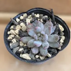 アガベ ② H*o様 【Lj_plants】Z297多肉植物 アガベ Red Skyline - メルカリ
