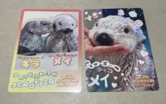鳥羽水族館 コレクションカード Vol.2 メイ レア ニコイチカード