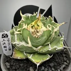 2025年最新】上澳園芸の人気アイテム - メルカリ