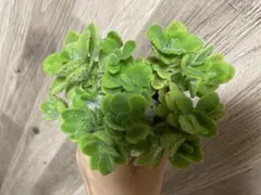 アロマティカス抜き苗③長さランダム10本⭐︎7/16 10時まで　値下げ中⭐︎