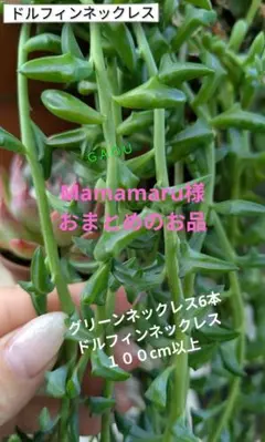 多肉植物 グリーンネックレス 6本 10cm以上〜15cm前後