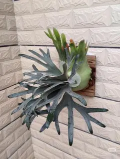 P.Veitchii Wild Australia Pup❗️2株付き❗️ビカクシダ - メルカリ