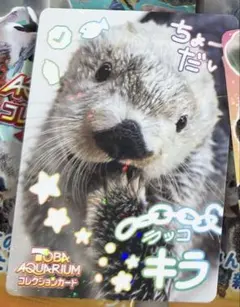 鳥羽水族館　コレクションカード　ラッコ　キラ　メイ 鳥羽水族館コレクションカード ラッコ キラ メイ ノーマル - メルカリ