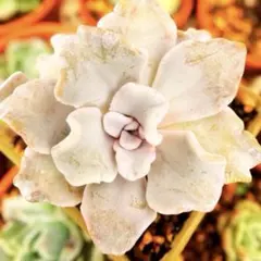【人気】ꕤ︎︎クリスペートビューティꕤ︎︎多肉植物 フリル葉が美しい存在感抜群の韓国苗のサムネイル