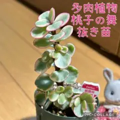 SORA♡今は購入専門です❤︎様 リクエスト 6点 まとめ商品