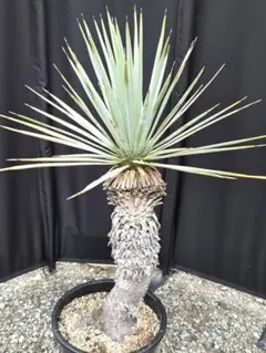 ノリナ エクセルサ 8号 120cm Nolina excelsa - メルカリ