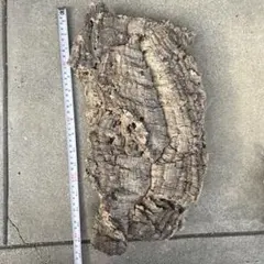 コルク樹皮 ポルトガル産 筒状 約60cmx約13cm 爬虫類 シェルター