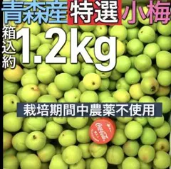 6.青森県産　特選品　小梅　豊後梅　箱込み約1.2kg 常温発送のサムネイル