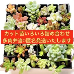 多肉植物カット苗ミニサイズ36種 詰め合わせ　多肉弁当　匿名発送！