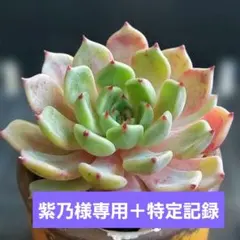 【紫乃@火発送様 リクエスト 3点＋特定記録210円】 まとめ商品