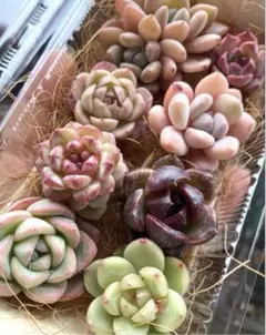 SALE❣️8苗詰め合わせセット A 名前付き❣️多肉 韓国苗 カット苗 寄せ植え
