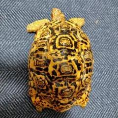 ①タイマイ 剥製 （べっ甲亀）ウミガメ剥製 甲羅長78cm大きめ - メルカリ
