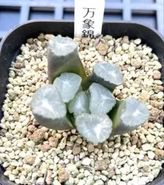 ハオルチア　万象錦