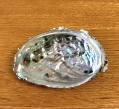 ★アワビ　鮑　貝殻　1個　約9.5cm