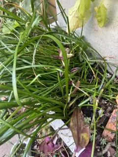 観葉植物 タマスイレン お花白 10本