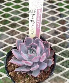 2026年最新】おらいさん葉挿しの人気アイテム - メルカリ