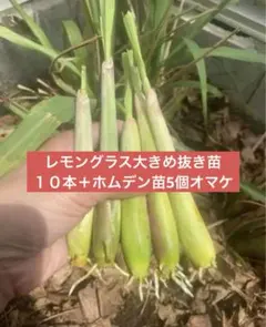 セットレモングラス200gコブミカン葉30gパンダンリーフ5 枚ホムデン