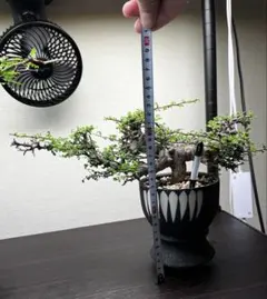 2025年最新】コミフォラ エイルの人気アイテム - メルカリ