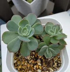 2025年最新】ミックスベリアの人気アイテム - メルカリ