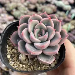 2026年最新】ロウルサンコの人気アイテム - メルカリ